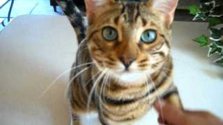 Boo the trained Bengal cat .. no clicker needed