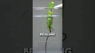 Download lagu This is What Praying Mantises Fear #shorts #mantis mp3