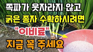 쪽파가 웃자라지 않고 굵은 쪽파종자 수확하시려면 지금 꼭 이비료 주세요 황산가리 유황가리고토 쪽파고자리파리 …