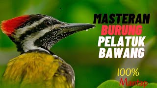 Download lagu MASTERAN BURUNG PELATUK BAWANG GACOR 2021 mp3