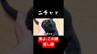 【黒猫】手で水分補給する猫が可愛すぎる🐈‍⬛💧 #黒猫 #猫の水分補給 #保護猫