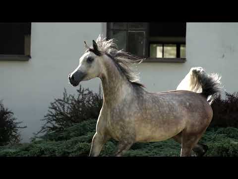 ⚜️ PAQUITA ⚜️ (Empire x Piba / Gazal Al Shaqab), 2022 SUMMER SALE