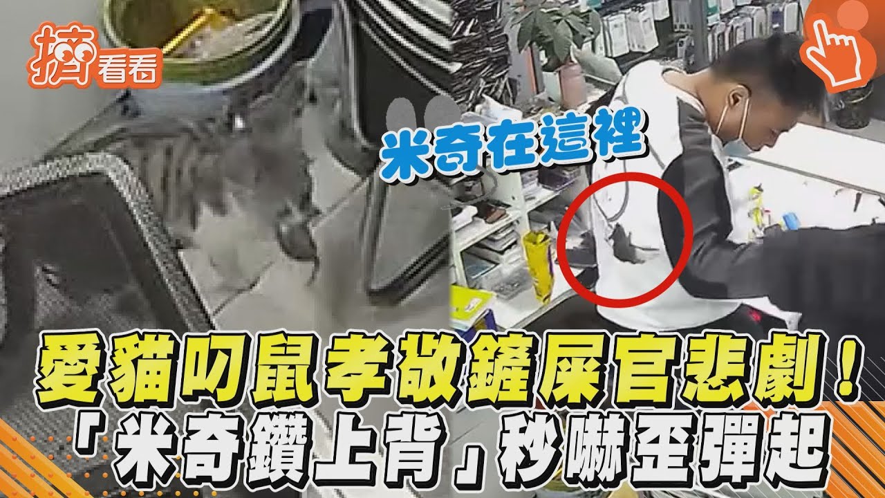 影音／愛貓叼鼠孝敬鏟屎官悲劇！「米奇鑽上背」秒嚇歪彈起