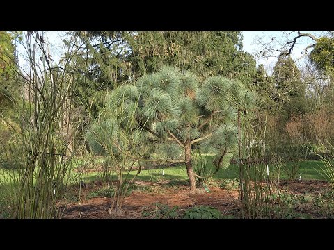 One of the Most Beautiful Pines in the World