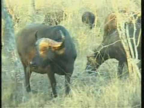 Cape Buffalo Herd Pt.2