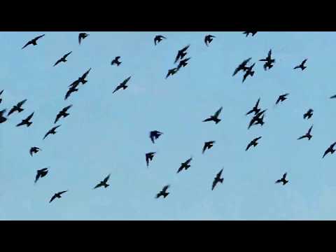 Walkthrough Walkthrough