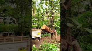 Download lagu เดเดพเตฝ เดชเดฃเดฟ เดฎเตเดเตเดเดพเตฝ เดเดกเดฟเดฏ ๐๐#kerala #automobile #loading #offroad #trending #tatase #forestfarming mp3 Download lagu เดเดพเตฝ เดชเดฃเดฟ เดฎเตเดเตเดเดพเตฝ เดเดกเดฟเดฏ ๐๐#kerala #automobile #loading #offroad #trending #tatase #forestfarming mp3