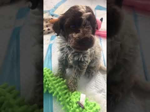 Lagotto Romagnolo roan female