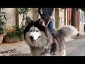 Wooly Coat Siberian Husky Male Black And White Blue Eyes