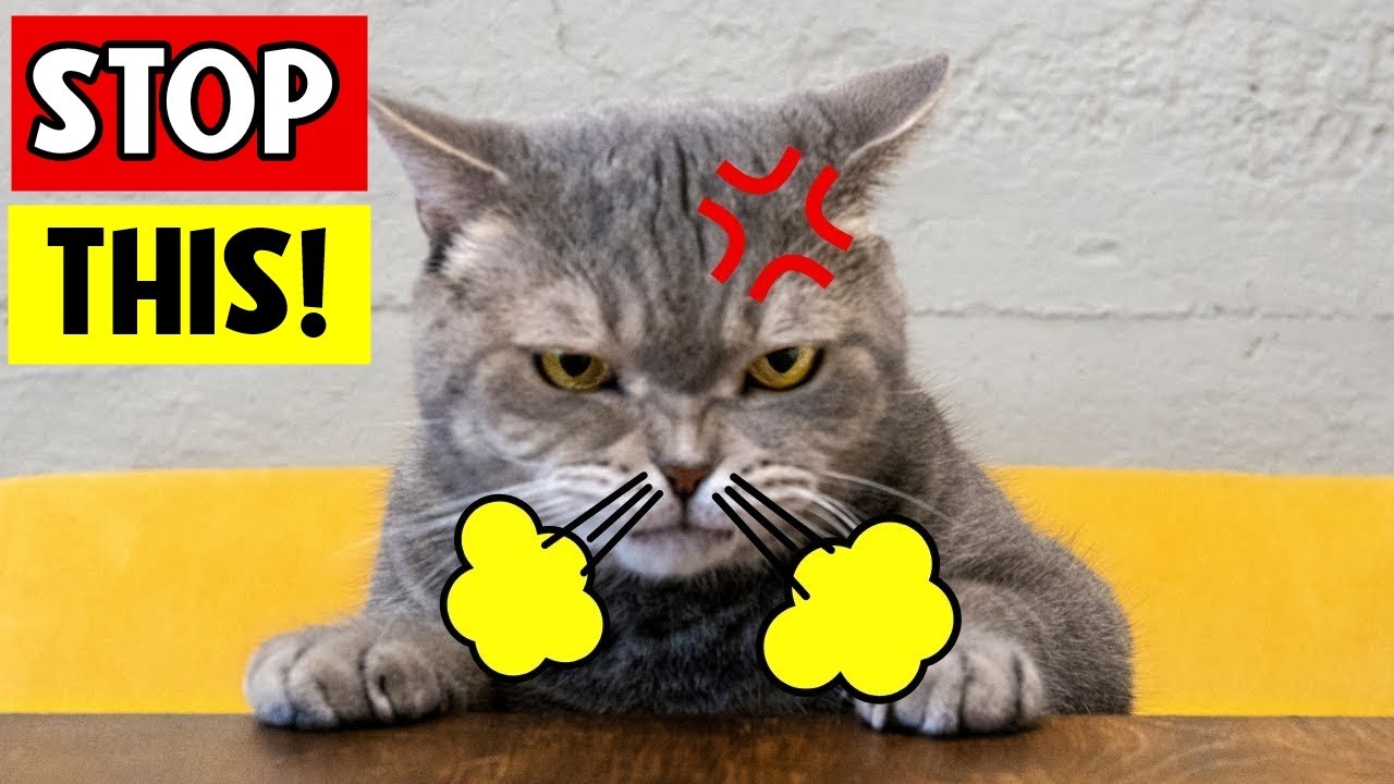 10 Human Habits Cats HATE and Wish You Wouldn’t Do (Please Stop This!)