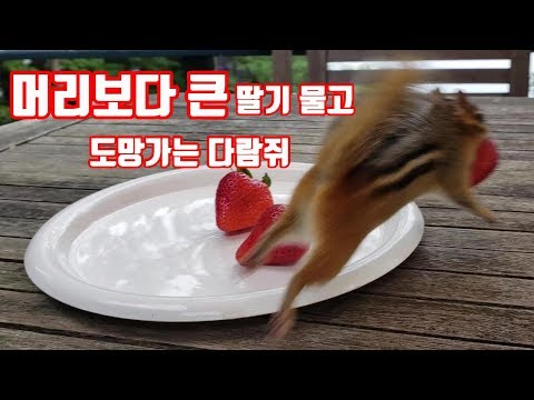 [ENG] 머리보다 큰 딸기 물고 도망가는 다람쥐 제니 Chipmunk Jenny grabs a strawberry bigger than her head and runs away Video