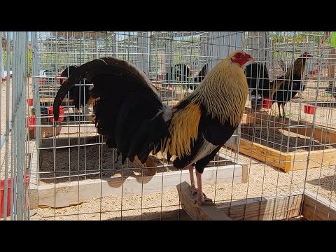 Giros Regular Grey, Giro Puckett, Giros Roy Brady, Gallo RoundHead, Gallos Sweater, Giros Gene batia