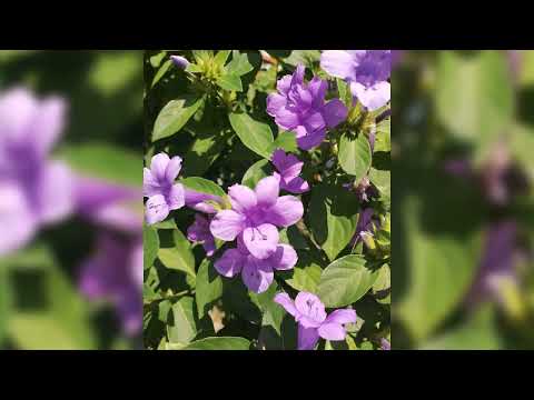 Heera's collection 😊