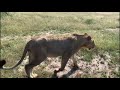 Young Male Lion Walk Past
