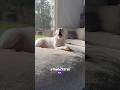 Dog Couldn’t Resist Wait to Tattle on the Girlfriend! - RxCKSTxR Comedy Voiceover
