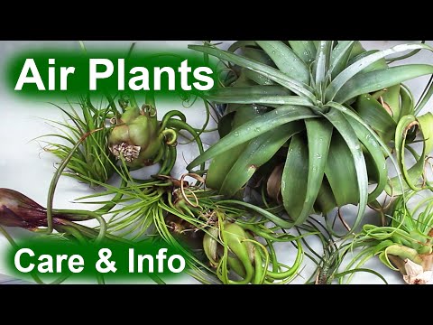 download lagu mp3 mp4 Aerial Plants In The Philippines With Names, download lagu Aerial Plants In The Philippines With Names gratis, unduh video klip Aerial Plants In The Philippines With Names