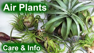 Air Plants (Tillandsia) - Info & Care