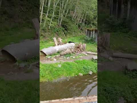 Bear Fortress - black