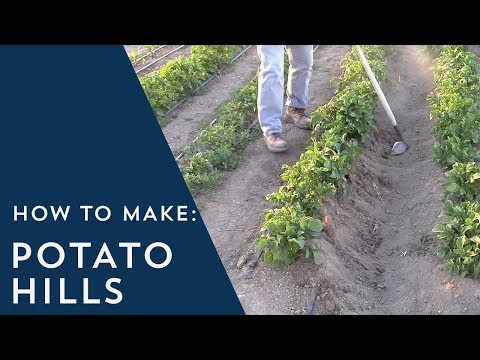 How to Make Potato Hills