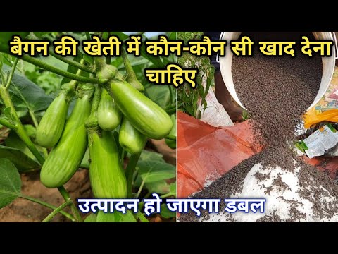 Brinjal farming || बैंगन की खेती में कौन कौन सी खाद डालना चाहिए