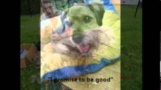 Meet: Bijoux - Babette - Ceasar