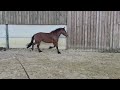 Jument croisée cob normand trait belge de 3 ans