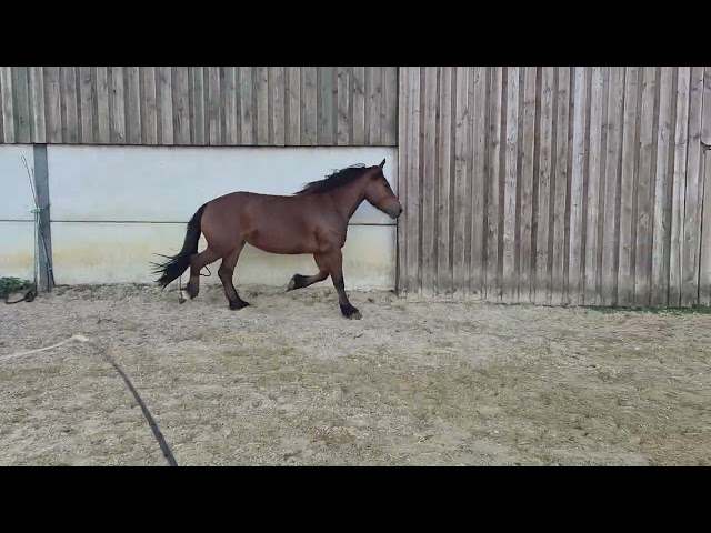 Jument crois&eacute;e cob normand trait belge de 3 ans
