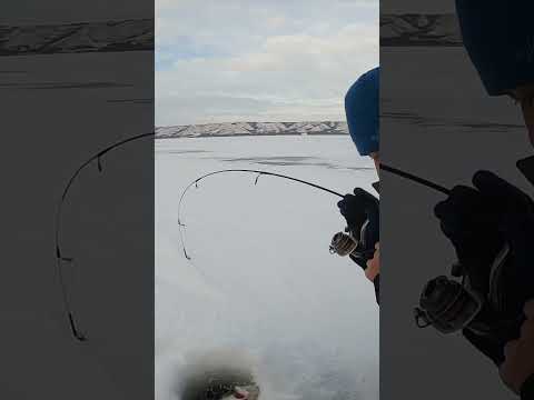 Early Ice Fishing Walleye - Flash Bite