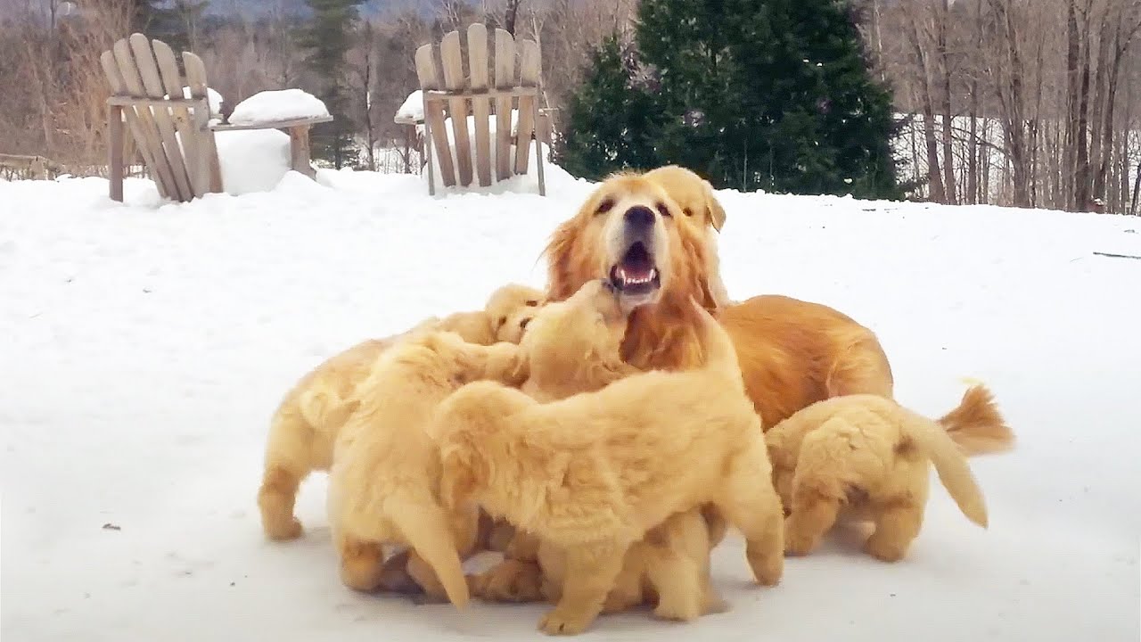 FUNNIEST Pets of the DECADE! 😮 🤣 | 90 Minutes