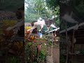 September 01 2021 Shorts Video White And Gray Cat Walking Around The Tie Wire