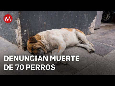 The death of 70 dogs in Santa Catarina, Nuevo León, is reported.
