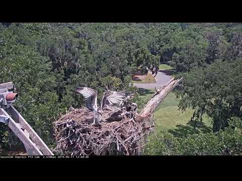 Osprey Chick Gets Some Major Air While Flapping Wings – June 11, 2019