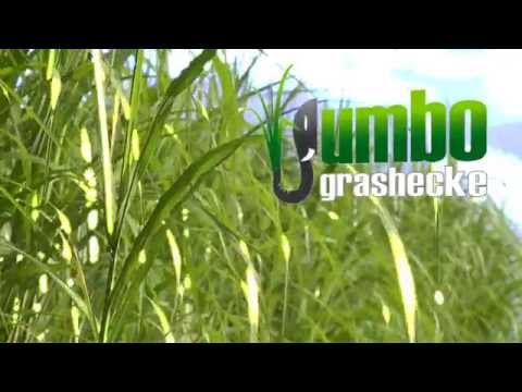 Jumbogras als alternative Heckenpflanze - hier als Sichtschutz an Pool