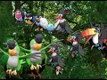 Pokémon Tittifers