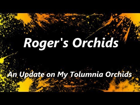 An Update on My Tolumnia Orchids