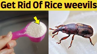 How to get rid of rice weevils naturally in the bedroom, garden of your house