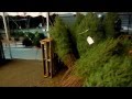 Little Girls Kids Christmas Tree Shoppers Jumping With Excitement O Tannenbaum Douglas Fir