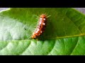 A Very Beautiful Caterpillar