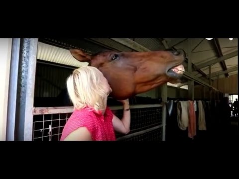Video Productions - Gold Coast - Showbiz Video Productions - Video Production Gold Coast's Hidden Jewels at Bonogin Valley Horse Retreat