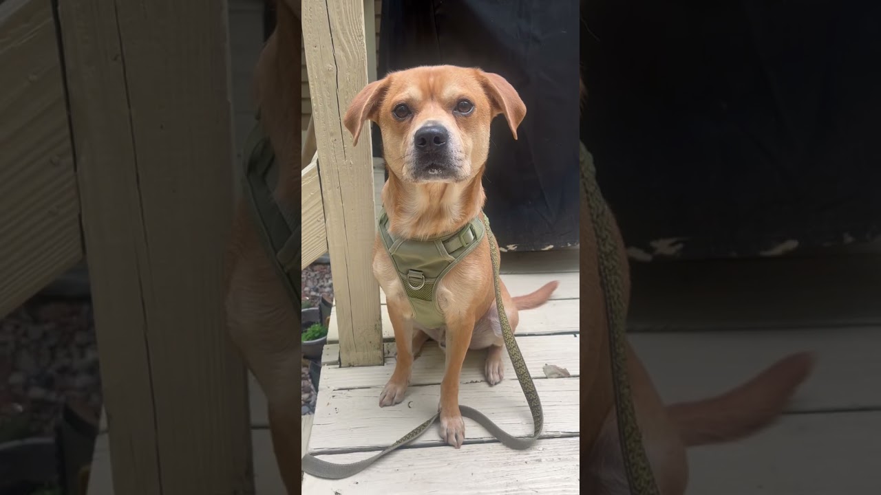 Enlarge Charlie, a Adoptable mixed breed in Worcester, MA video 6/6