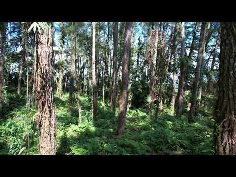 Aluna drone video thumbnail