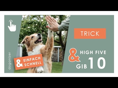 Hund "Gib 10" beibringen | High Five | Hund Trick Tutorial