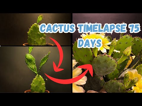 Cactus Timelapse in 75 days