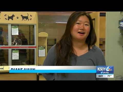 Adopt a pet for little to no cost during Clear the Shelters event