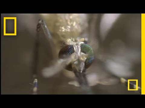 The Mosquito | National Geographic