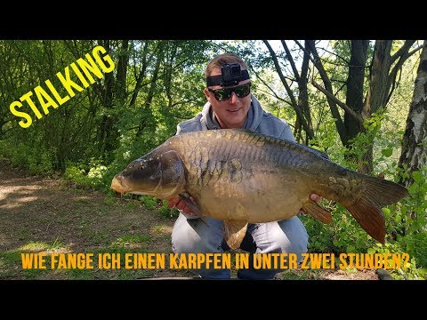 Stalking - Wie fange ich einen Karpfen in unter zwei Stunden?