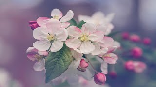 Funeral Service - Mr McKoon