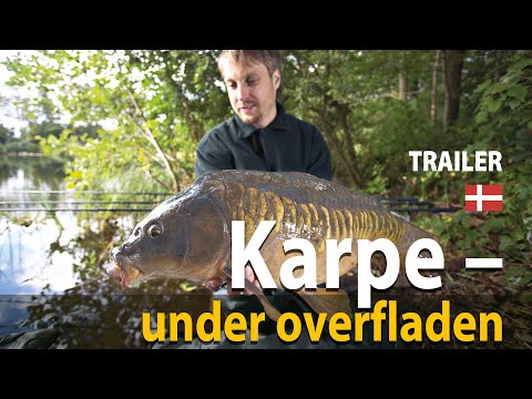 Karpe under overfladen trailer