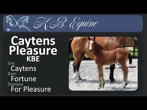 Foal: Caytens Pleasure KBE (Caytens x For Pleasure)