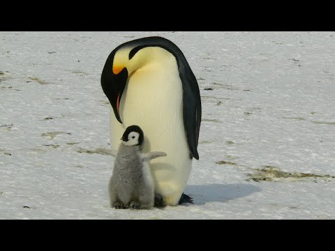 Penguins' Incredible Journey: From Egg to Ocean Explorers